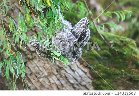 Barred Owlet 134312508