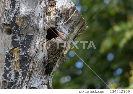 Northern flicker bird Northern flicker bird 134312509