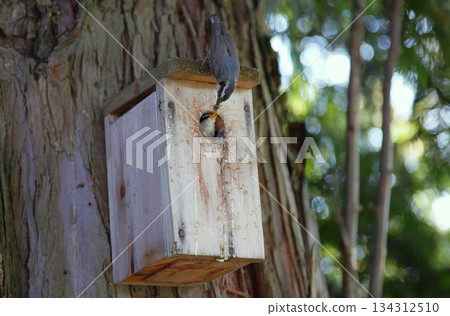 Red breasted nuthatch bird Red breasted nuthatch bird 134312510