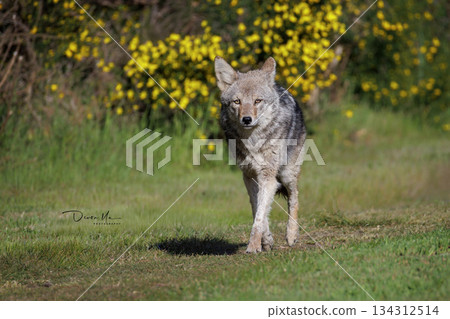 Coyote Coyote 134312514
