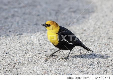 Yellow headed blackbird Yellow headed blackbird 134312523