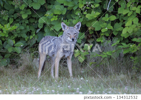 Coyote 134312532