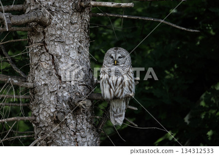 Barred Owl 134312533