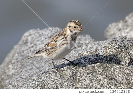 Lapland Longspur 134312538