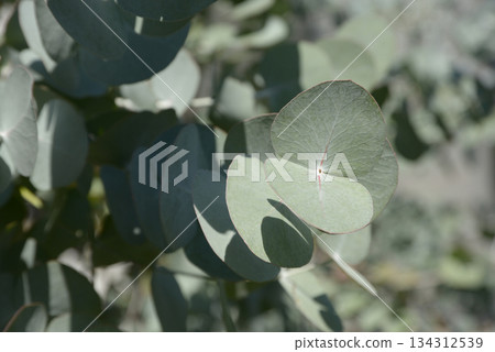 Eucalyptus 134312539