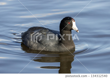 American coot 134312540