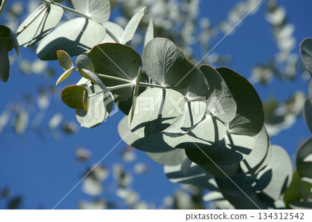 Eucalyptus Eucalyptus 134312542