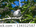 Cock sparrow perched on a branch 134312587
