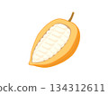 Illustration of cacao fruit, cacao pod and cacao pulp 134312611