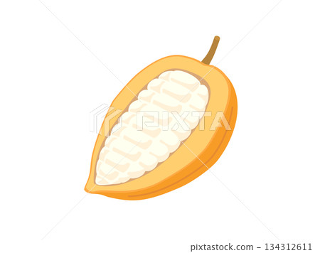 Illustration of cacao fruit, cacao pod and cacao pulp Illustration of cacao fruit, cacao pod and cacao pulp 134312611