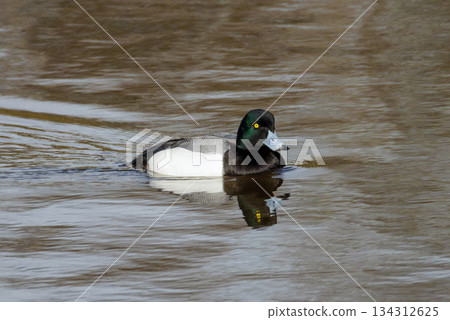 Greater Scaup duck Greater Scaup duck 134312625