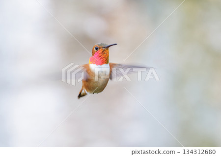 Rufous hummingbird 134312680