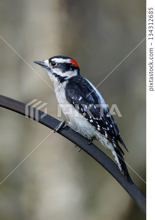 Downy woodpecker bird 134312685