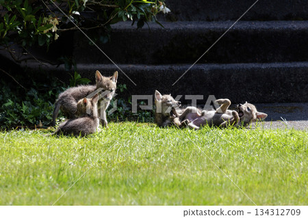 Coyote pup Coyote pup 134312709