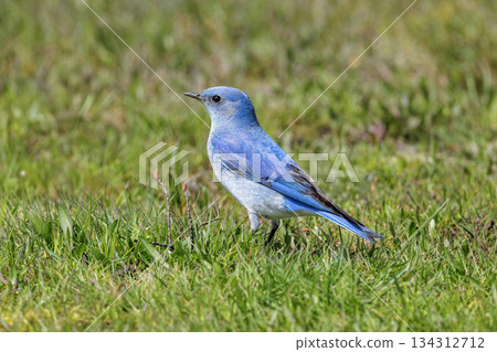 Mountain bluebird 134312712