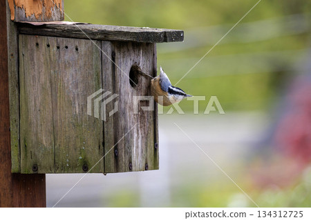 Red breasted nuthatch bird 134312725