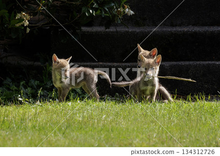 Coyote pup 134312726