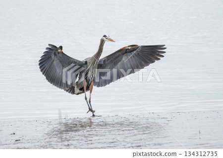 Great blue heron 134312735