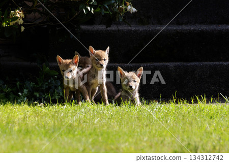 Coyote pup Coyote pup 134312742