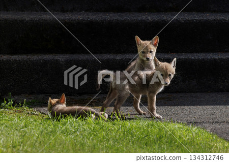 Coyote pup Coyote pup 134312746