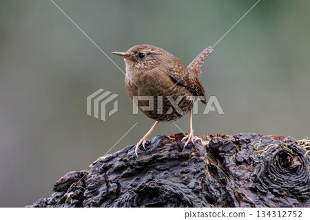 Pacific wren Pacific wren 134312752