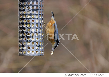 Red breasted nuthatch bird 134312759