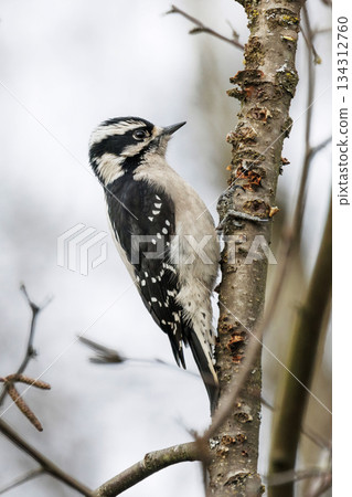 Downy woodpecker bird Downy woodpecker bird 134312760