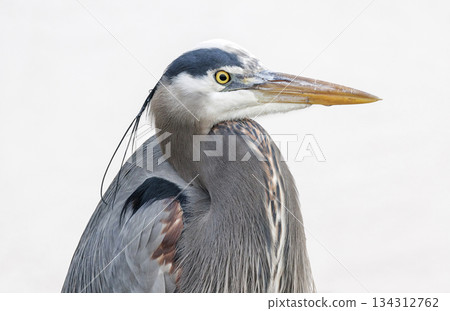 Great blue heron 134312762