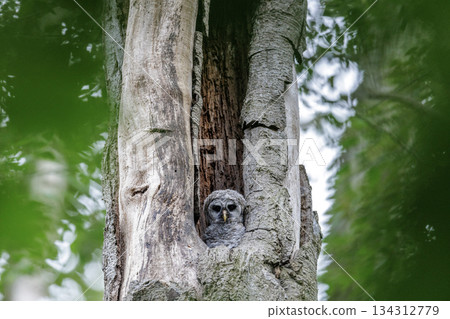 Barred Owlet 134312779