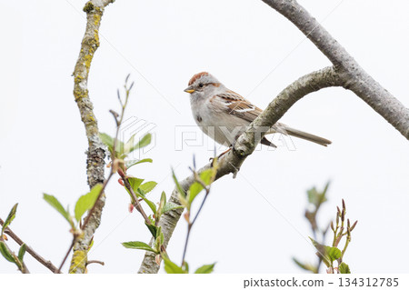 American tree sparrow American tree sparrow 134312785