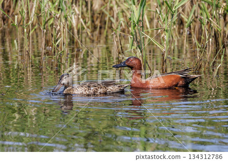 Cinnamon teal duck Cinnamon teal duck 134312786
