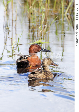 Cinnamon teal duck Cinnamon teal duck 134312791