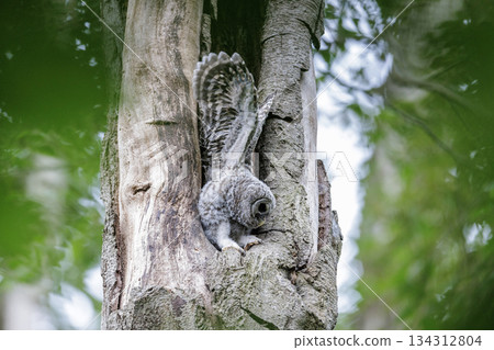 Barred Owlet 134312804