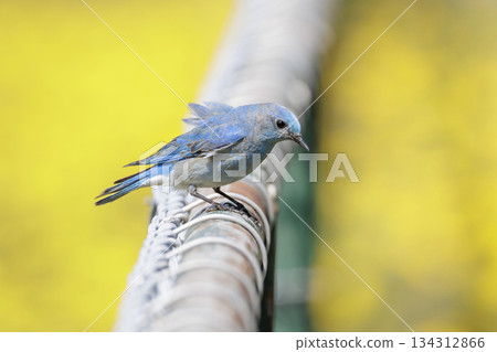 Mountain bluebird 134312866