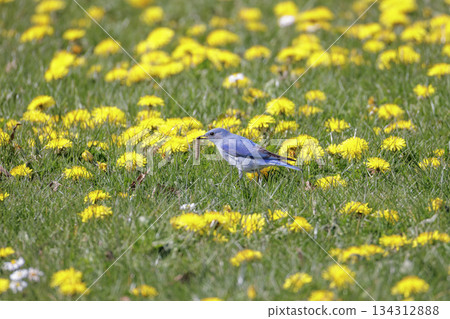 Mountain bluebird 134312888