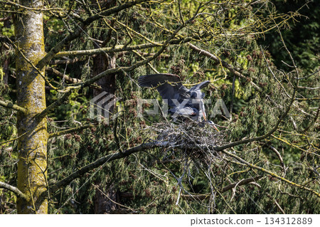 Great blue heron 134312889