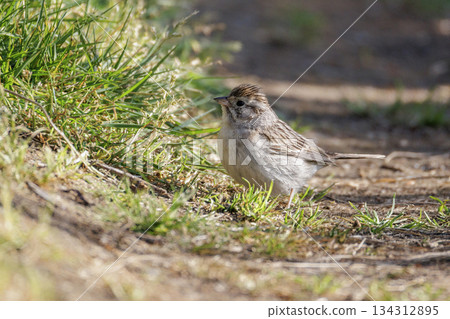 Brewers Sparrow  134312895