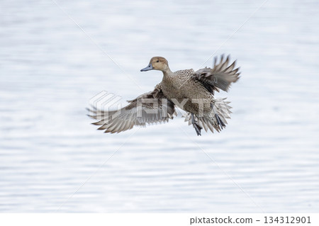 Northern pintail duck 134312901