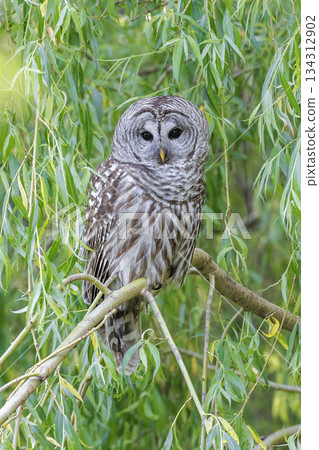 Barred Owl Barred Owl 134312902