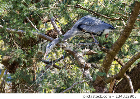 Great blue heron 134312905