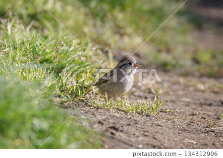 Brewers Sparrow bird 134312906