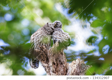 Barred Owl 134312907