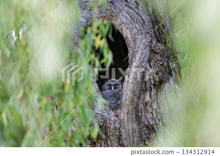 Barred Owlet 134312914