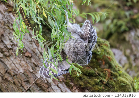 Barred Owlet Barred Owlet 134312916