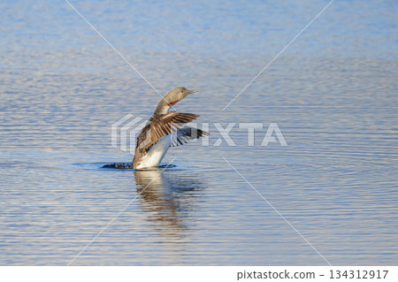 Red-throated loon Red-throated loon 134312917
