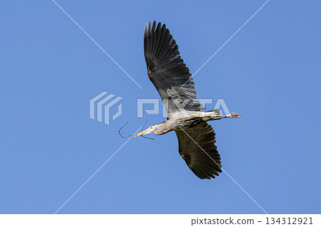 Great blue heron 134312921