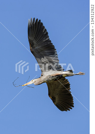 Great blue heron 134312922