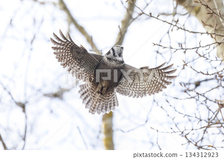 Northern hawk owl 134312923