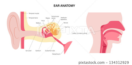 Ear anatomy poster 134312929