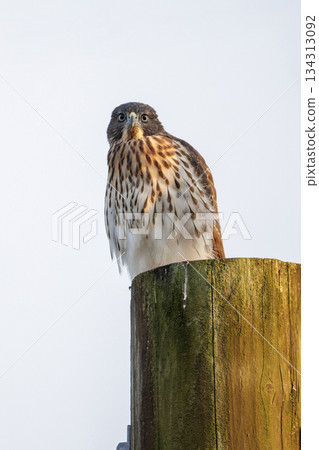 cooper's hawk bird cooper's hawk bird 134313092